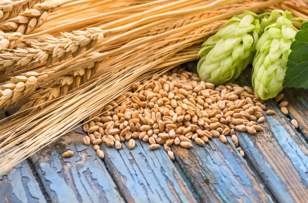 ingrédients brassage bière, malt, houblon et levure